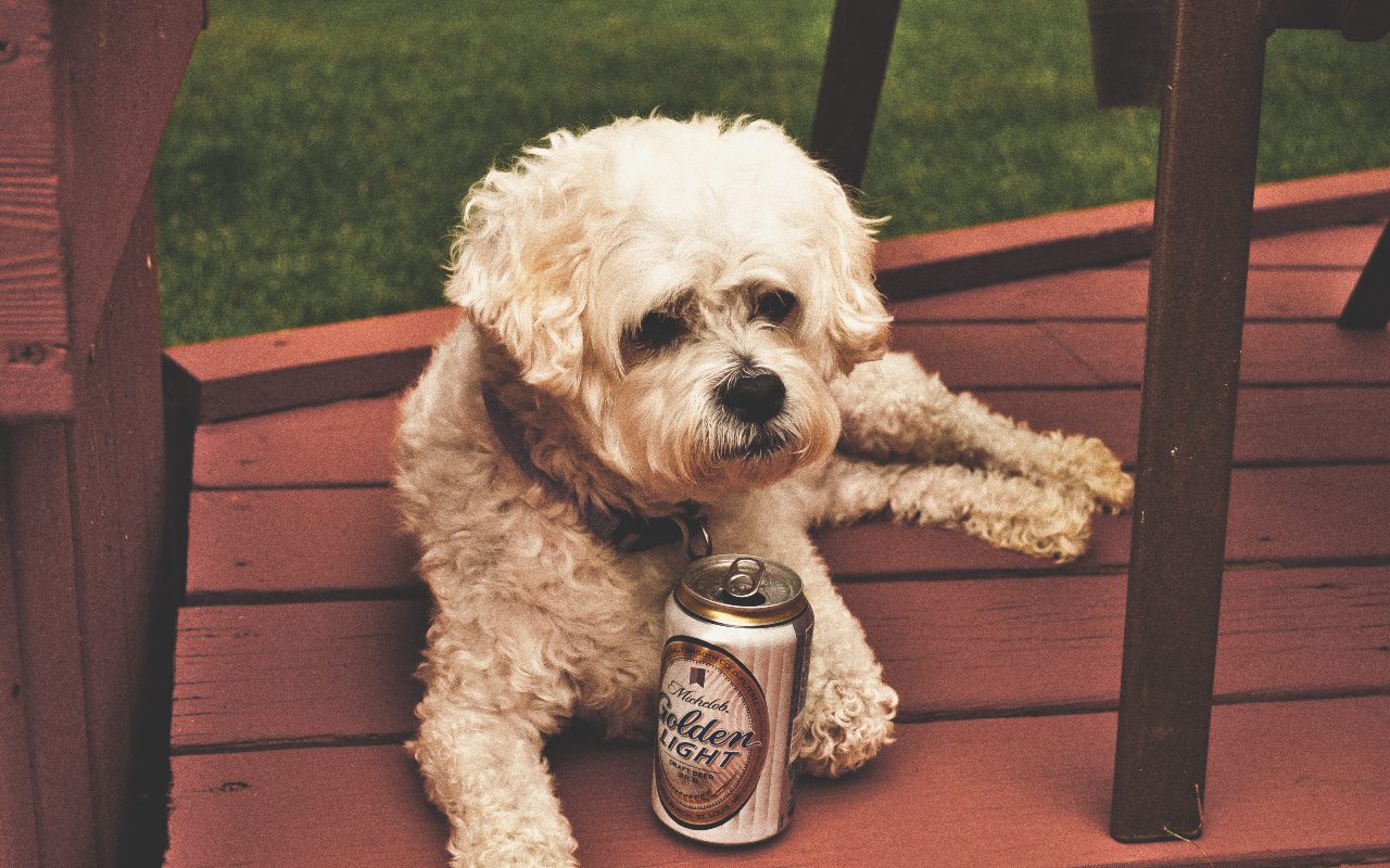 What To Do If Dog Licks Alcohol