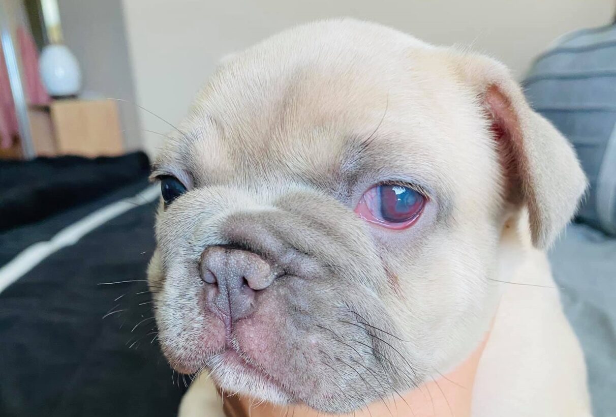 Are Dog Eye Ulcers Contagious?
