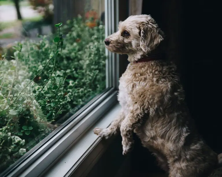 Can a Dog Break Through a Window?