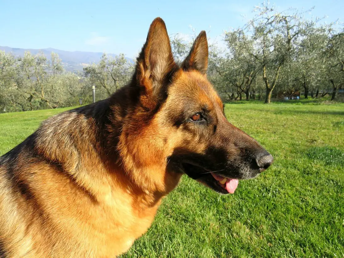 18 Dog Breeds With Black Muzzles