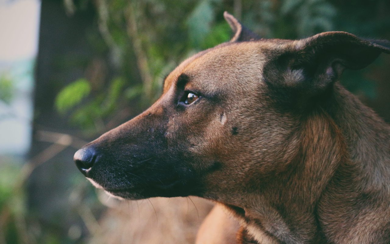 18 Dog Breeds With Black Muzzles