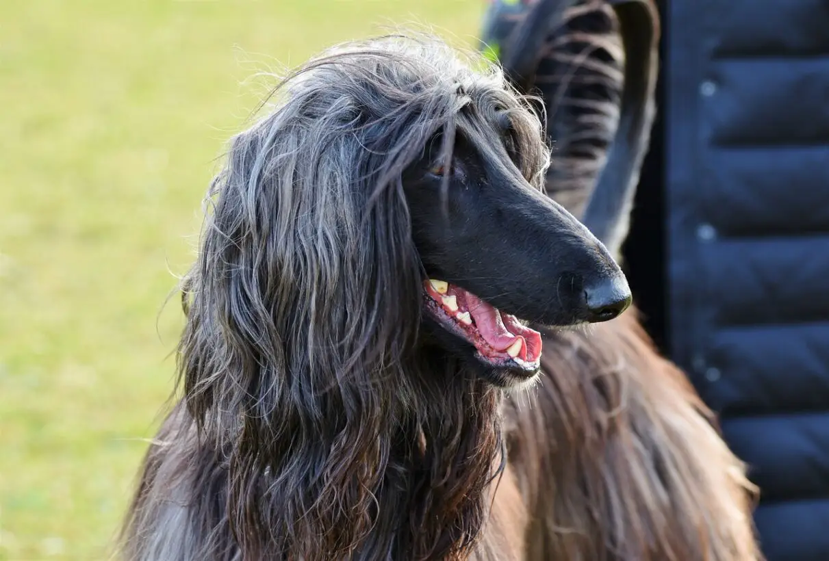 18 Dog Breeds With Black Muzzles