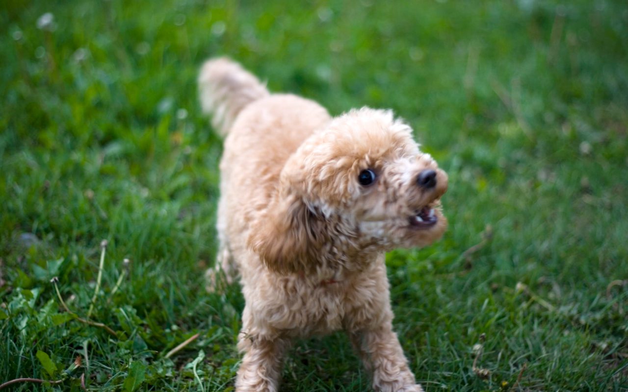 16 Signs Your Dog Has Rabies