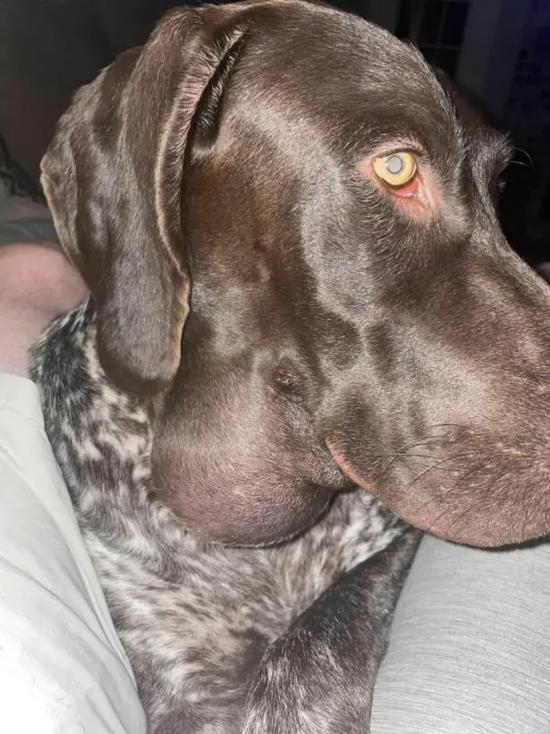 9 Causes Of Swollen Lymph Nodes In Dogs