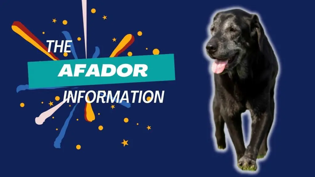 Afador  Health, Grooming, Exercise, Training, and Nutrition Information