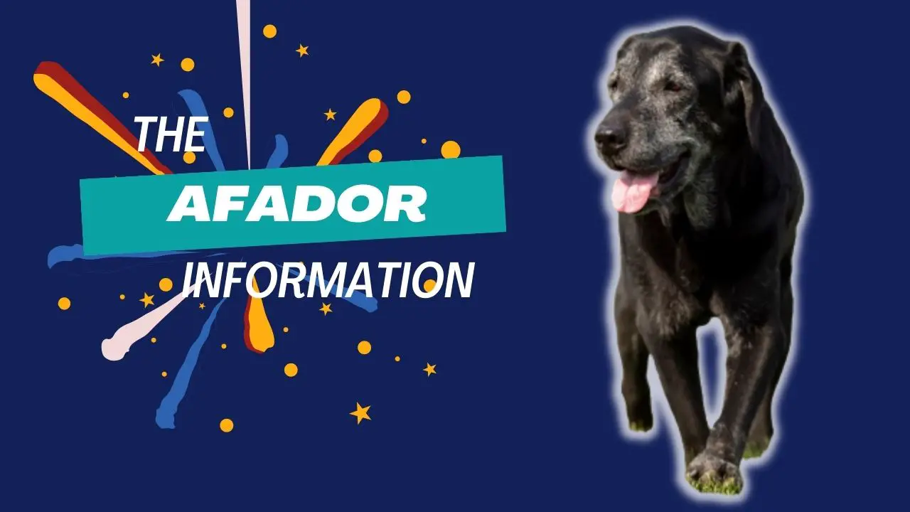 Afador | Health, Grooming, Exercise, Training, and Nutrition Information