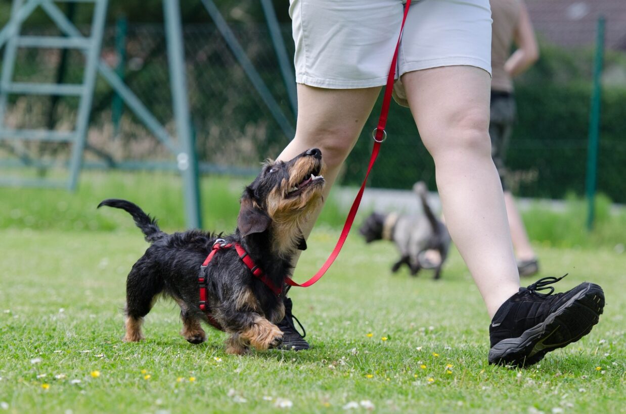 At What Age Can Puppies Go For Long Walks?