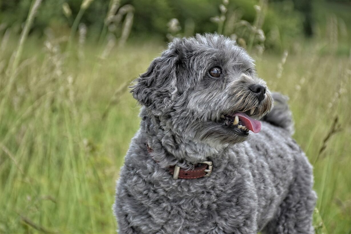 At What Age Do Dogs Get Gray Hair Discover Key Factors & Signs