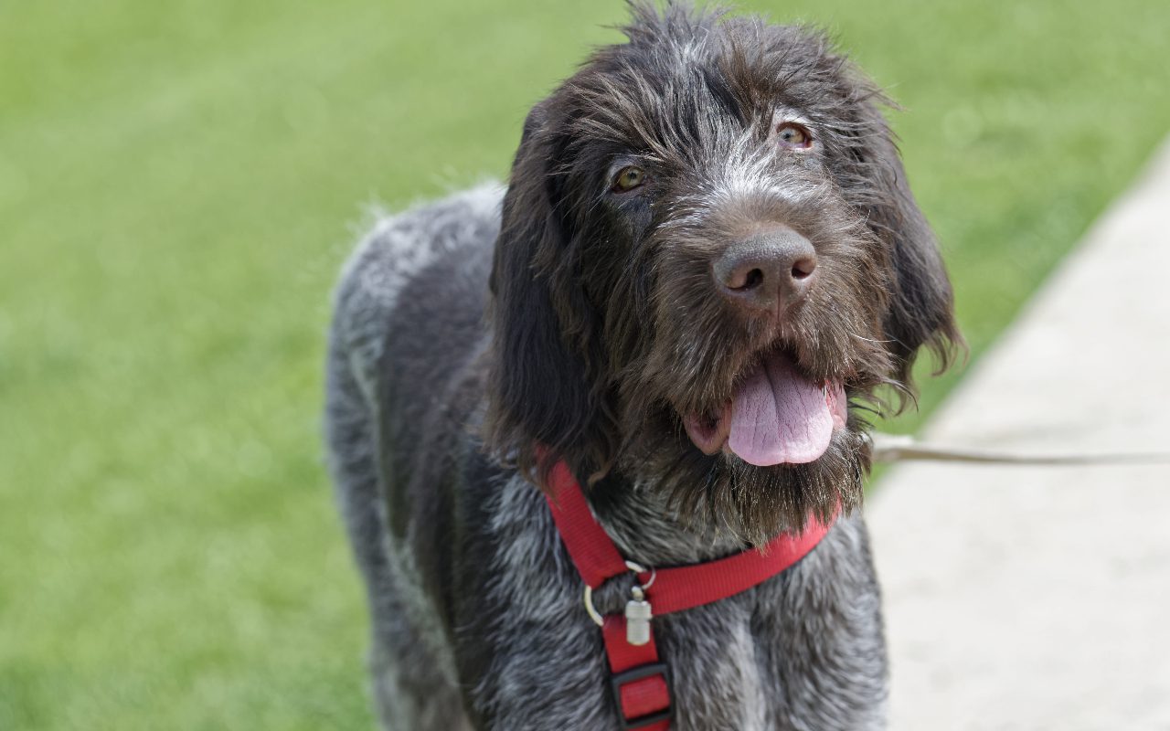 At What Age Do Dogs Get Gray Hair: Discover Key Factors & Signs