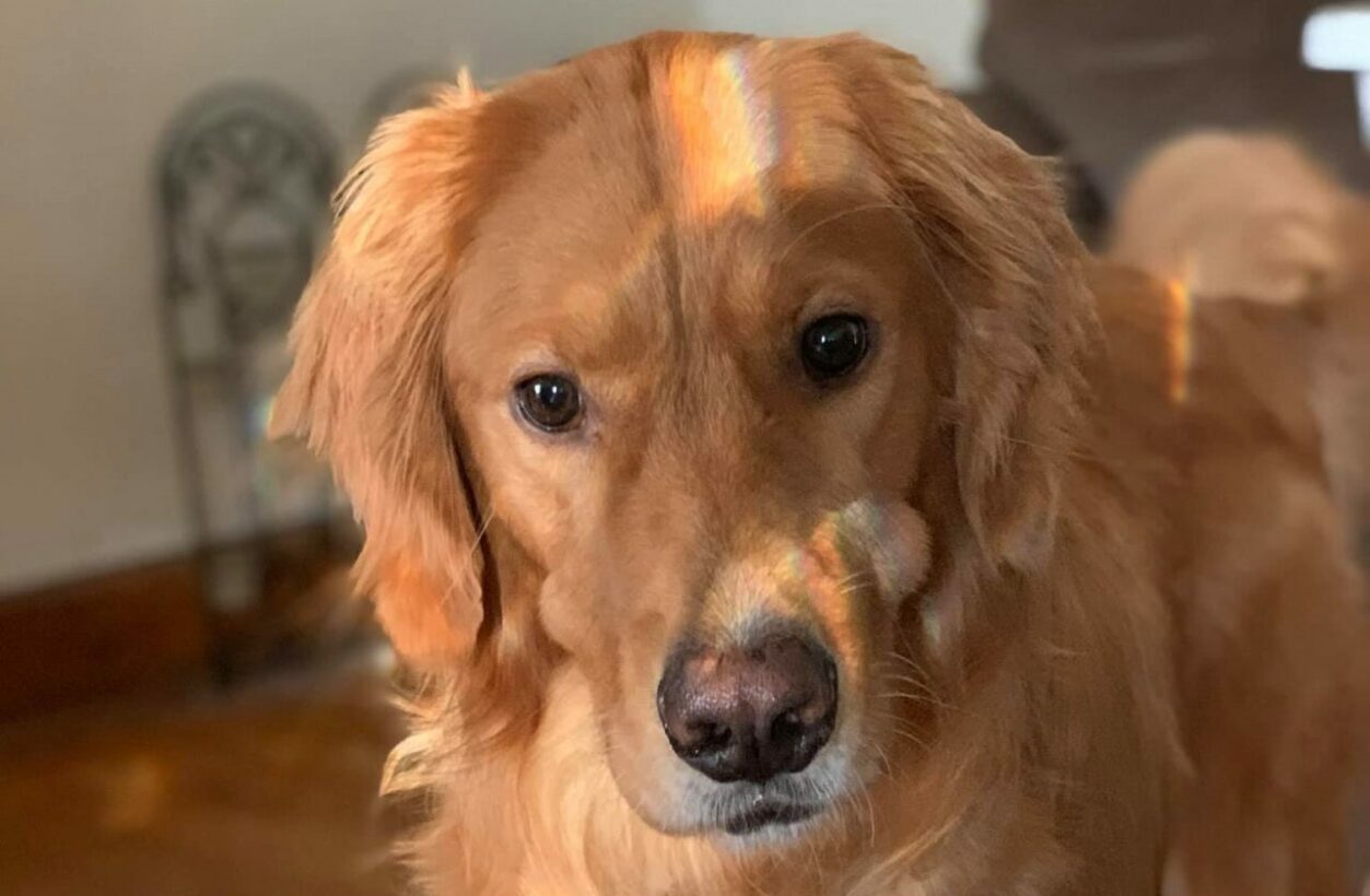 Buccal Lymph Nodes In Dogs Causes, Symptoms, and Treatment