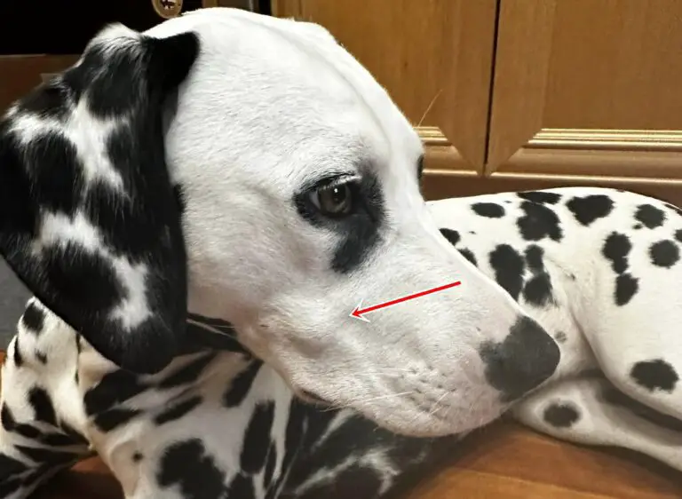 Buccal Lymph Nodes In Dogs Causes, Symptoms, and Treatment