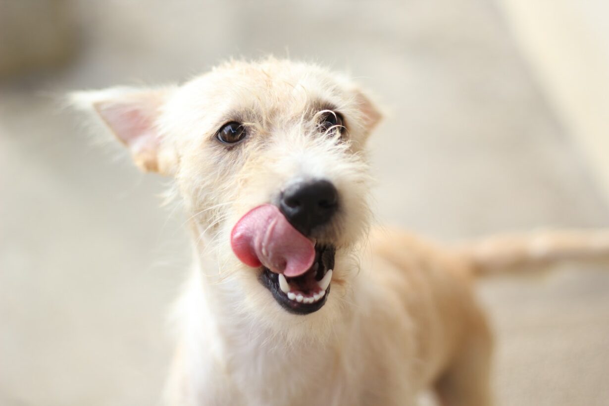 Can Dog Saliva Cause Rabies?