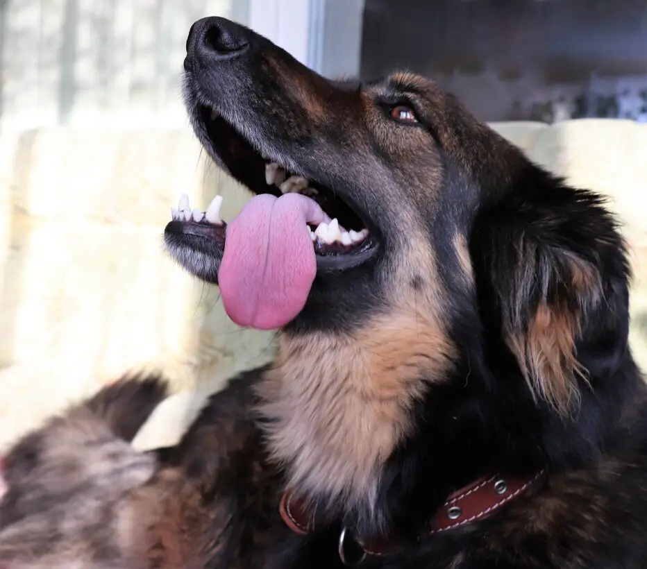 Can Dog Saliva Cause Rabies?