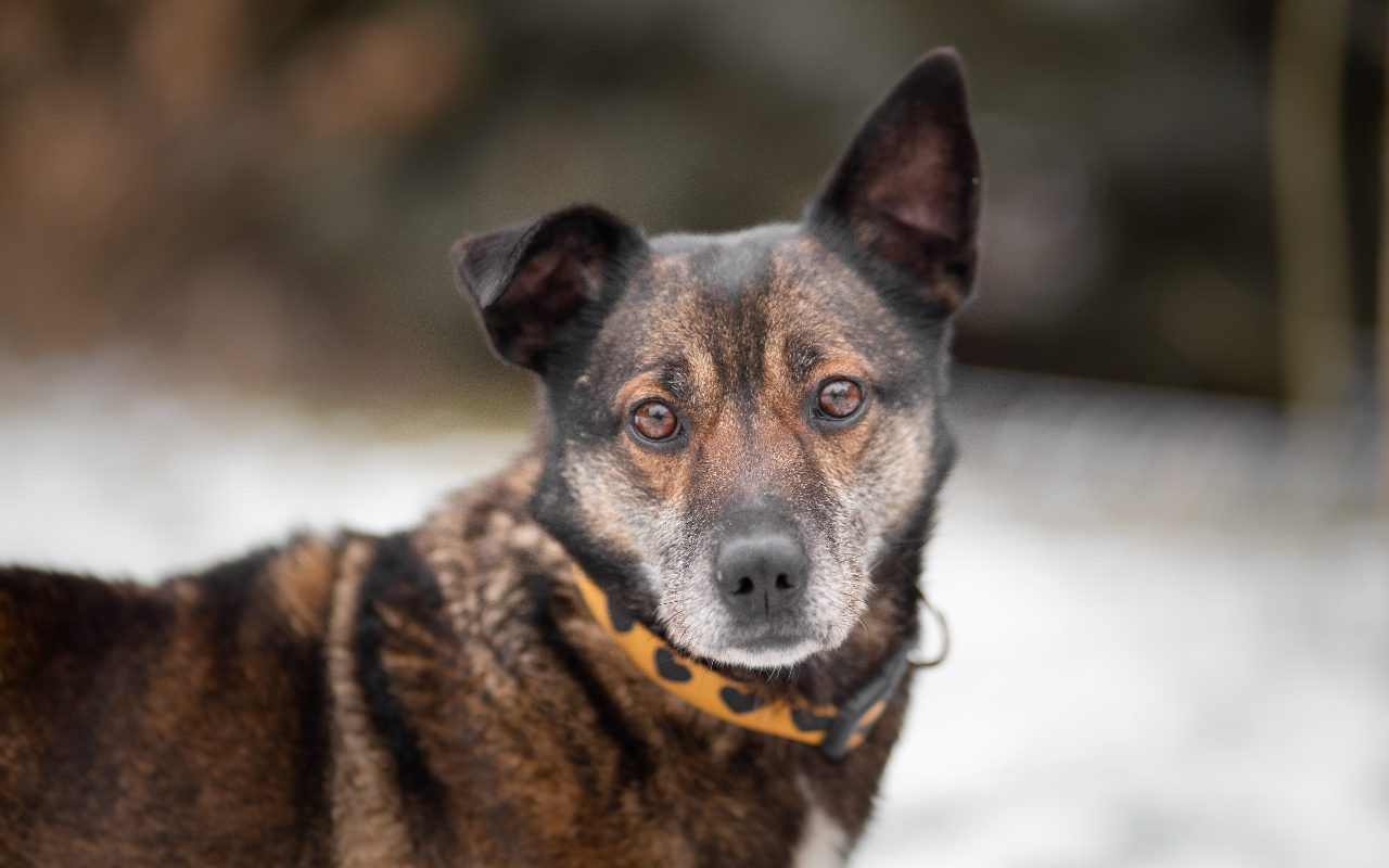 Photo inspiration: Gallery Detail: Can Dogs Live Without Lymph Nodes