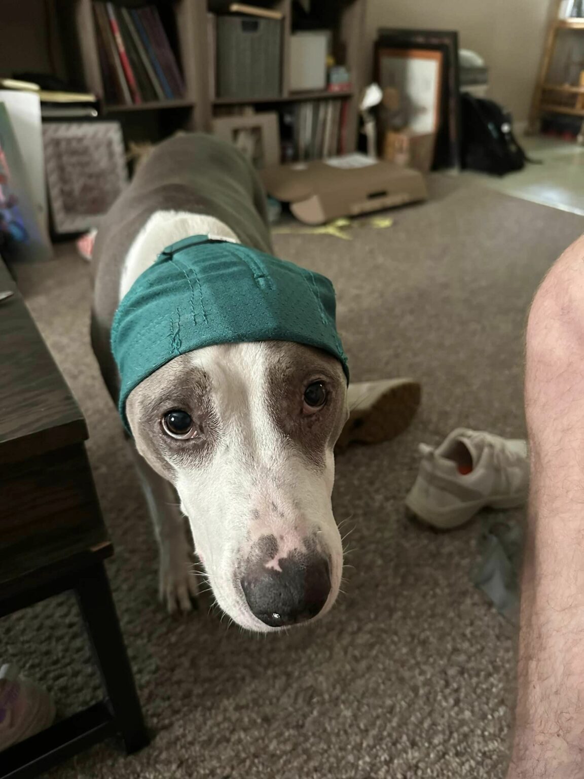 Can Dogs Lymph Nodes Swell After Surgery?