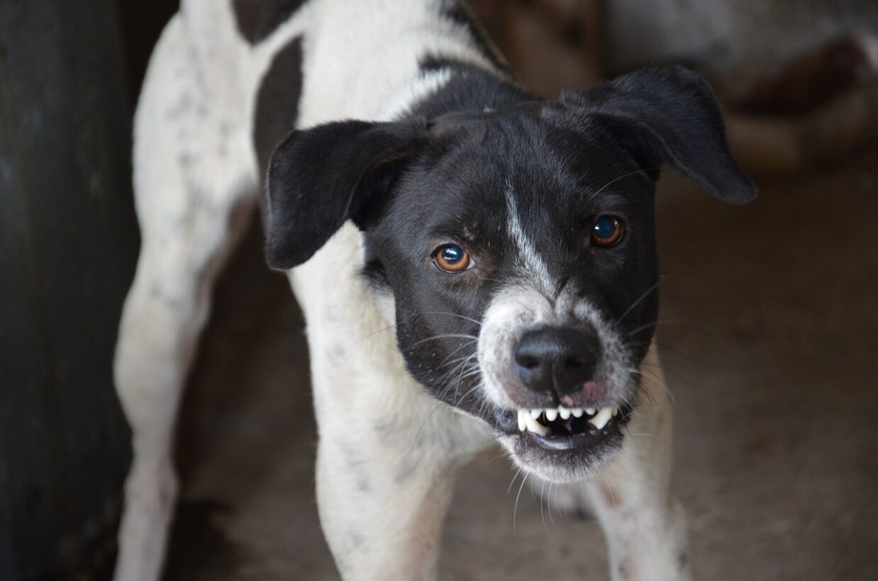 Can Vaccinated Dog Cause Rabies?