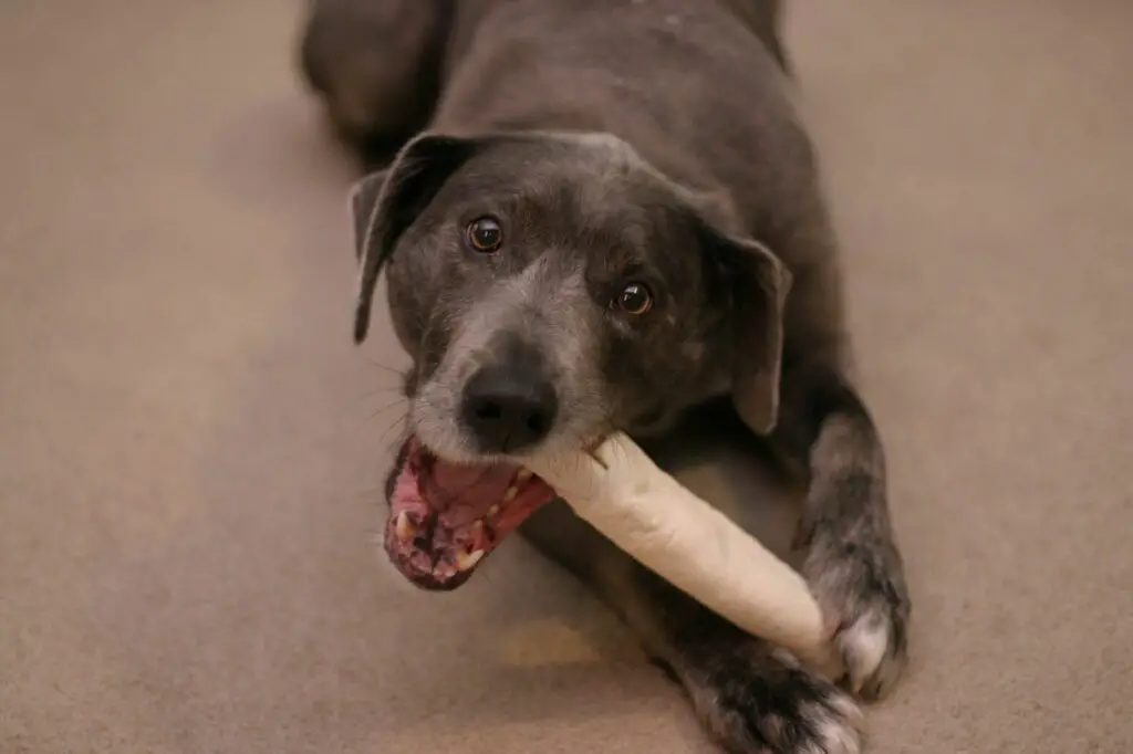 Do Bones Really Clean Dogs Teeth