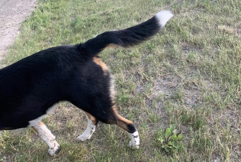 Do Dog Tails Break? Signs and Treatment