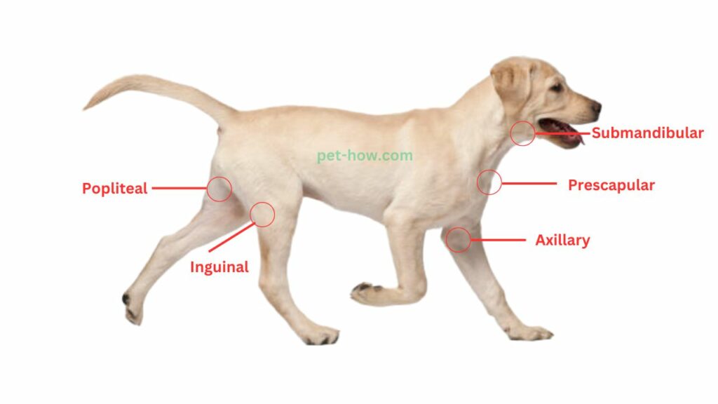 Do Dogs Have Lymph Nodes