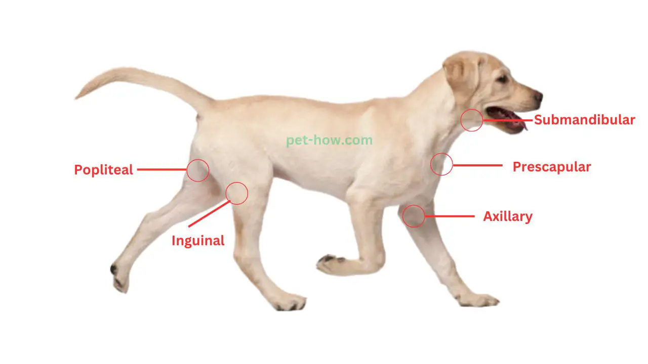 Inguinal Lymph Nodes In Dogs Causes, Symptoms, and Treatment