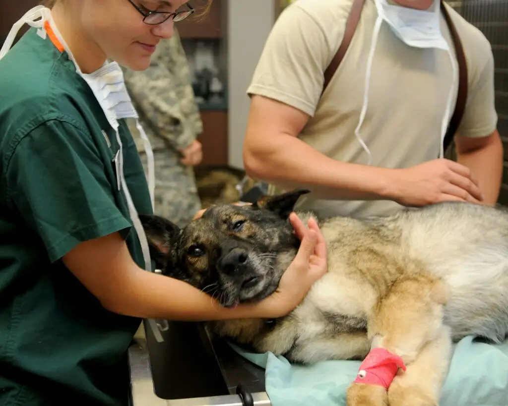 Does Dog Rabies Vaccine Work