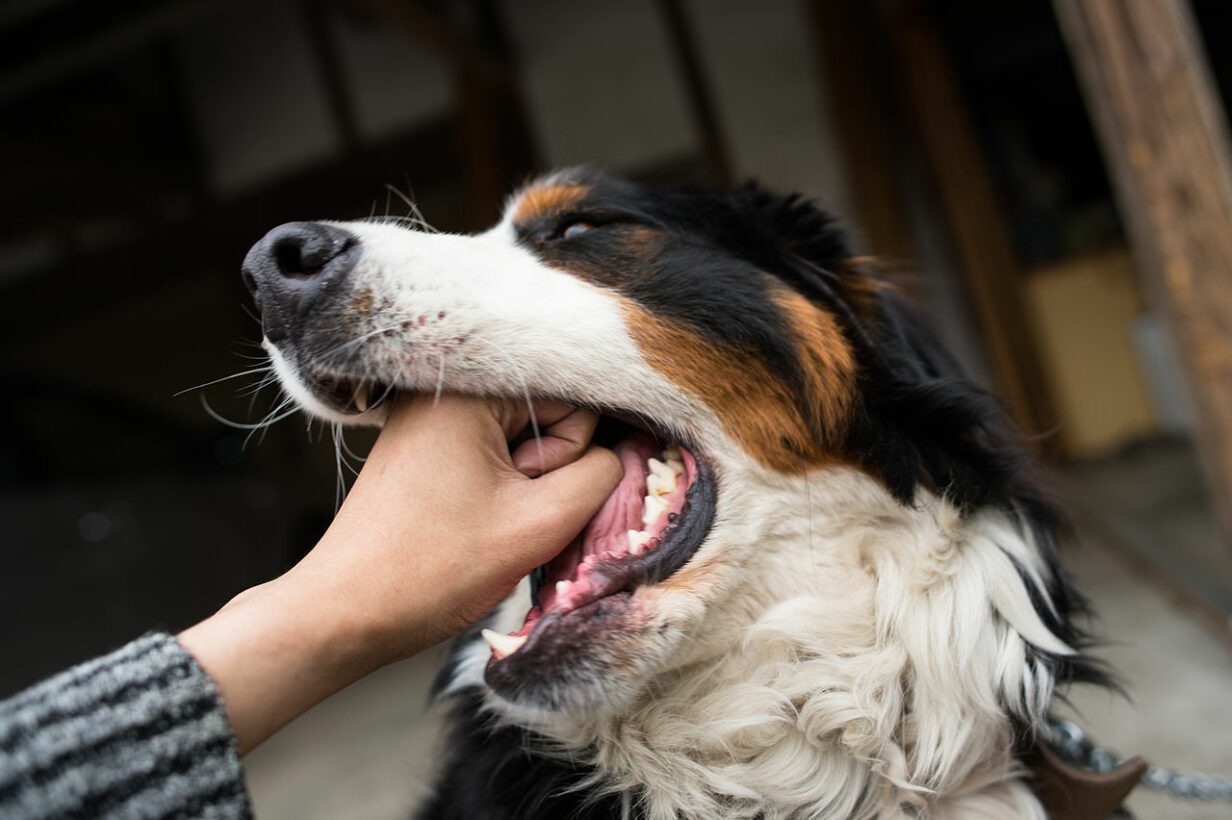 How Clean Are Dog's Mouths?