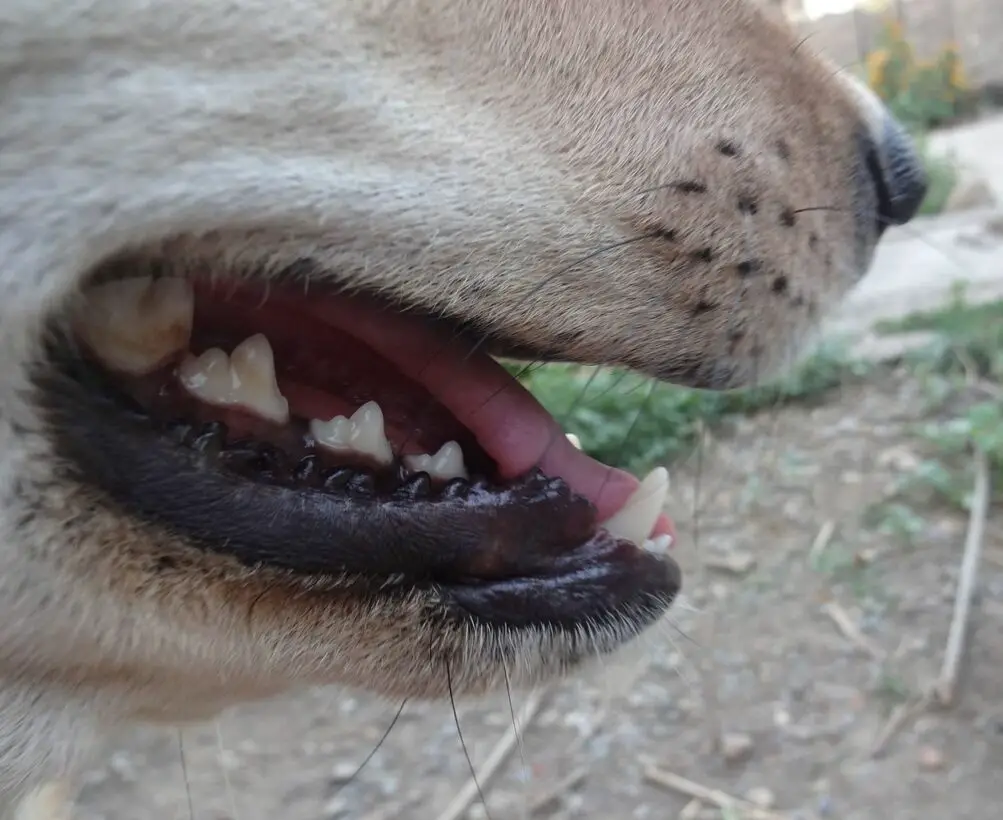 How Clean Are Dog’s Mouths?