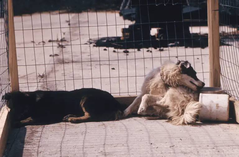 How Do Dogs Get Rabies?