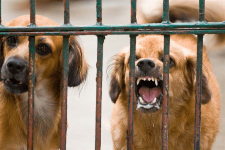 How Do Dogs Get Rabies?