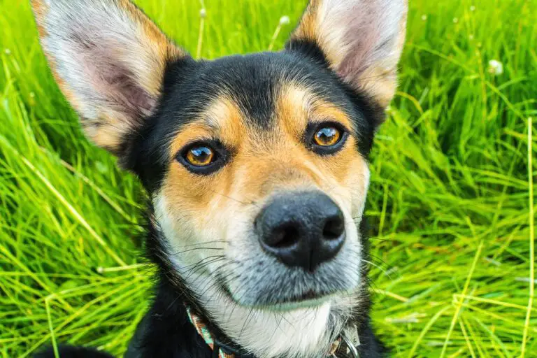 How Far Can Dogs Hear?