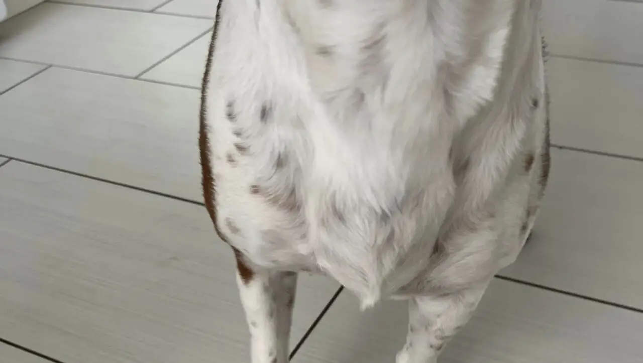 How Long Does It Take For a Dog's Lymph Nodes To Go Down