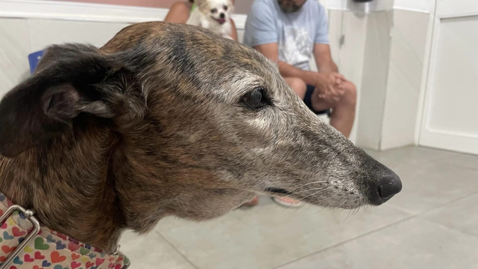 How To Reduce Dog Lymph Node Swelling