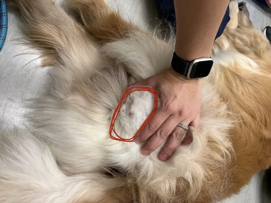 Inguinal Lymph Nodes In Dogs: Causes, Symptoms, and Treatment