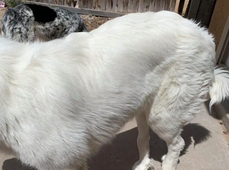 Medial Iliac Lymph Nodes In Dogs Causes, Symptoms, and Treatment