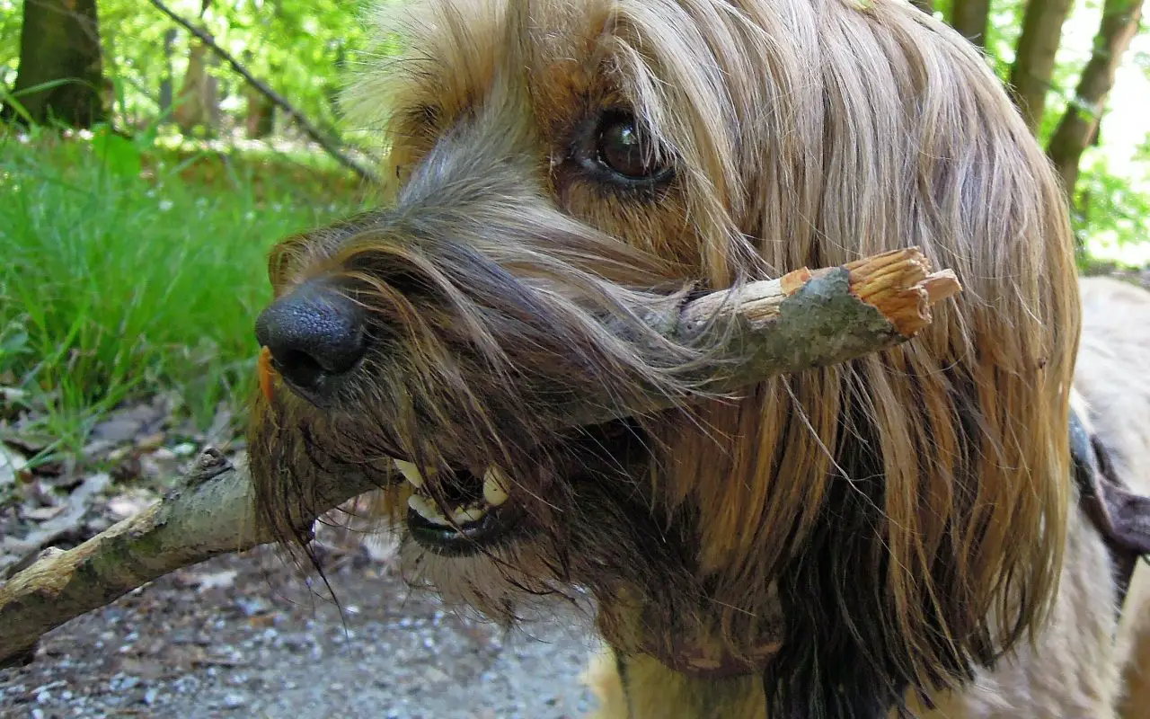 What Does The Otterhound Look Like?