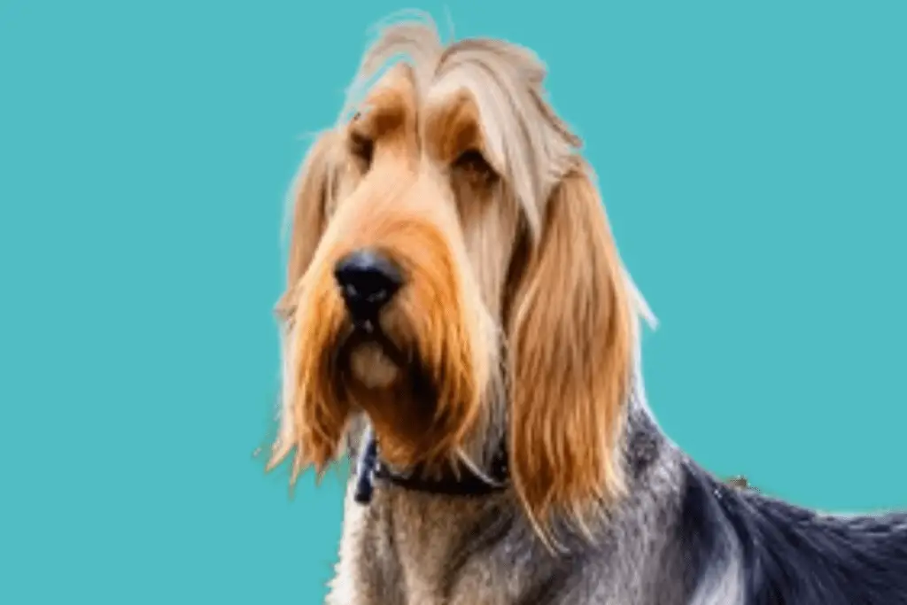 What Does The Otterhound Look Like