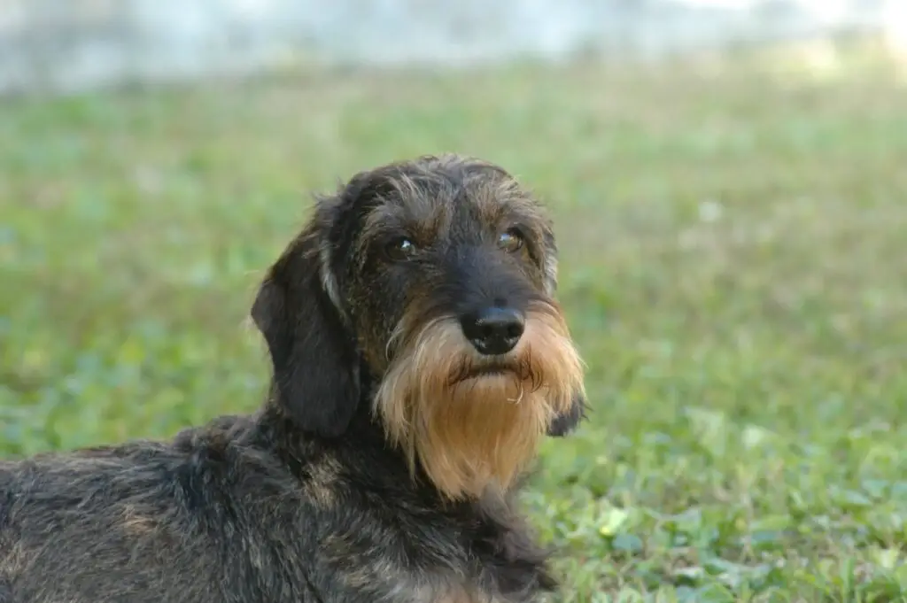 What Were Otterhounds Breed For