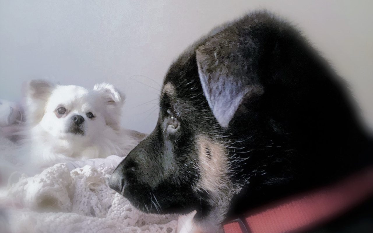 At What Age Are Dogs Less Likely To Get Parvo Key Facts