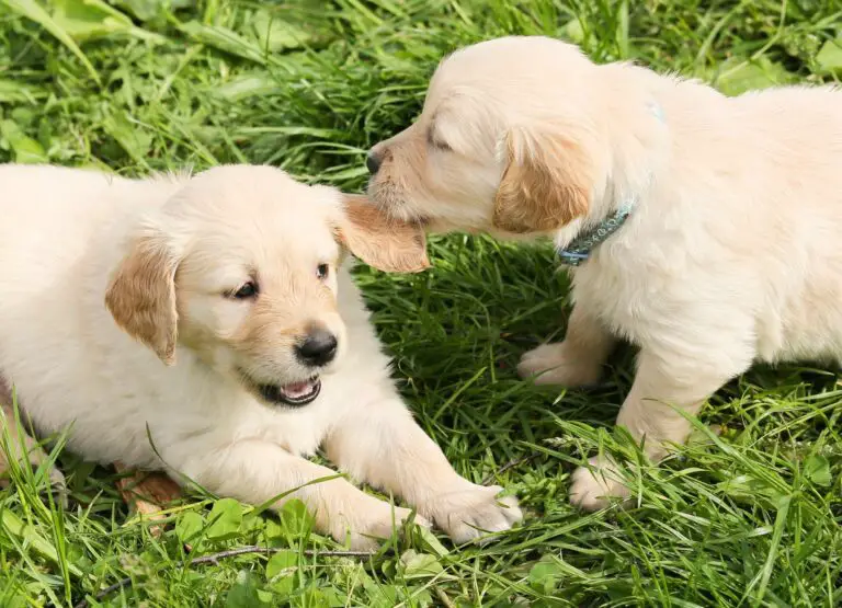 At What Age Are Dogs Less Likely To Get Parvo Key Facts