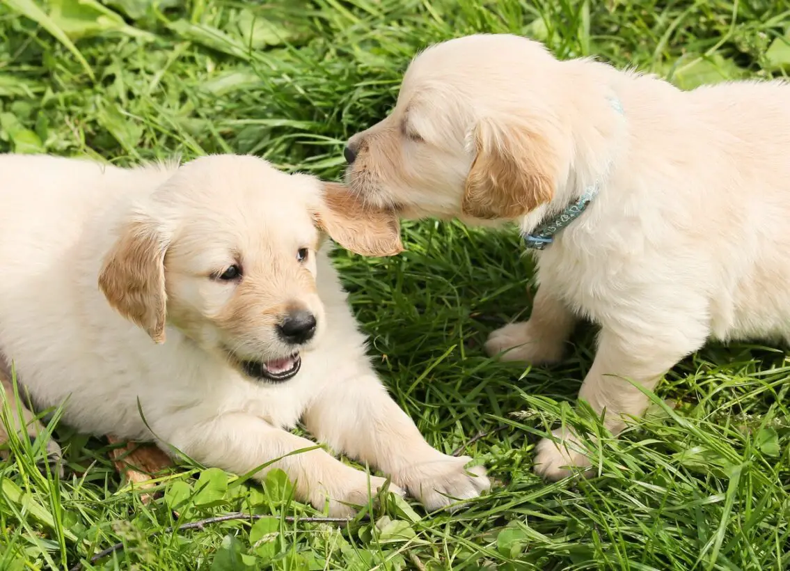 At What Age Are Dogs Less Likely To Get Parvo: Key Facts