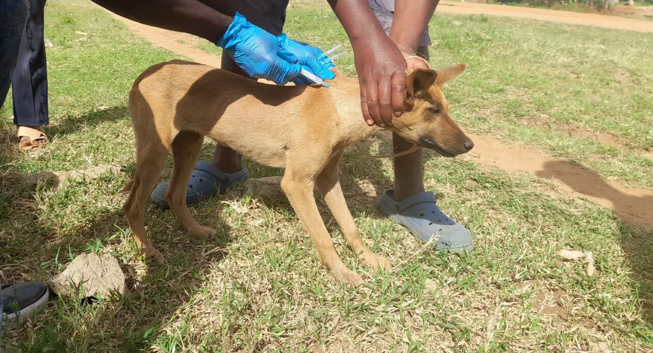 At What Age Can Dogs Get Bordetella Vaccine Find Out Now