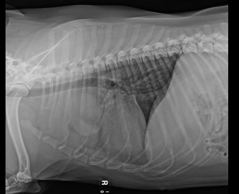 at-what-age-can-dogs-get-cancer-essential-info-for-pet-owners