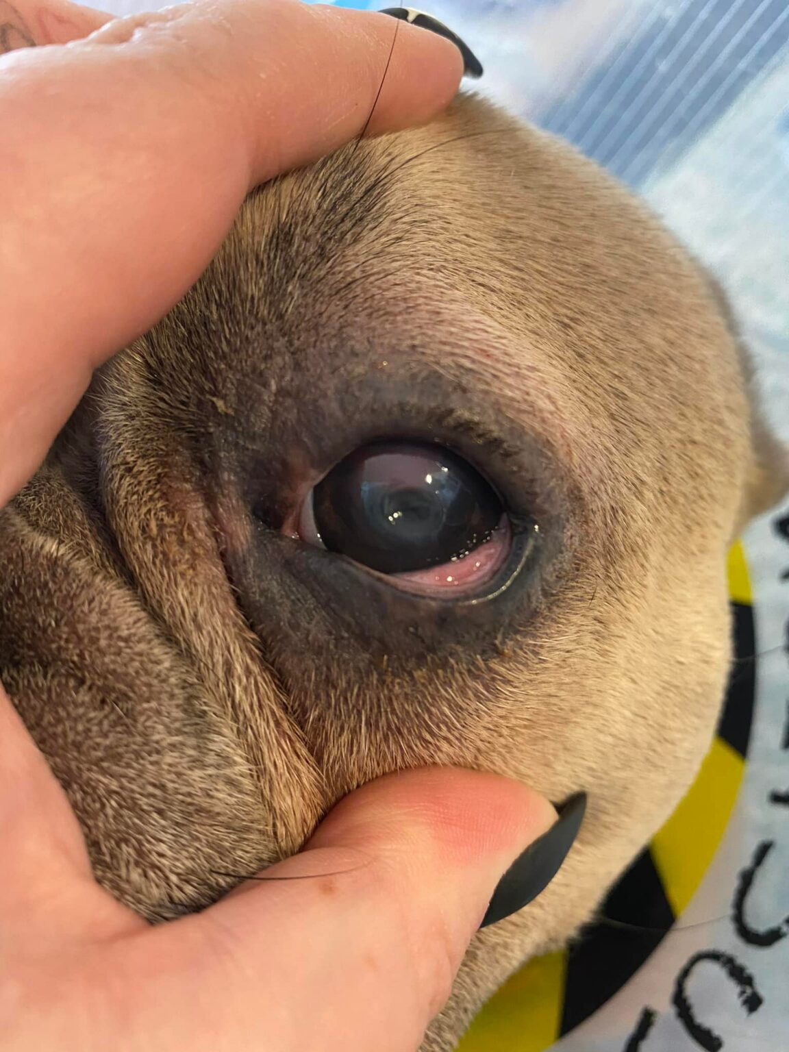 At What Age Can Dogs Get Cataracts Key Facts for Pet Owners