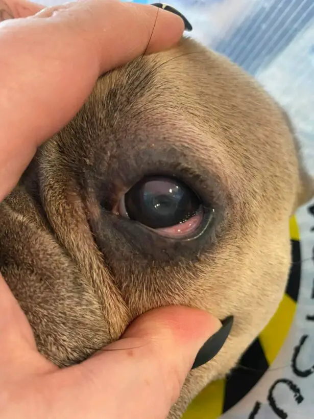 At What Age Can Dogs Get Cataracts Key Facts for Pet Owners