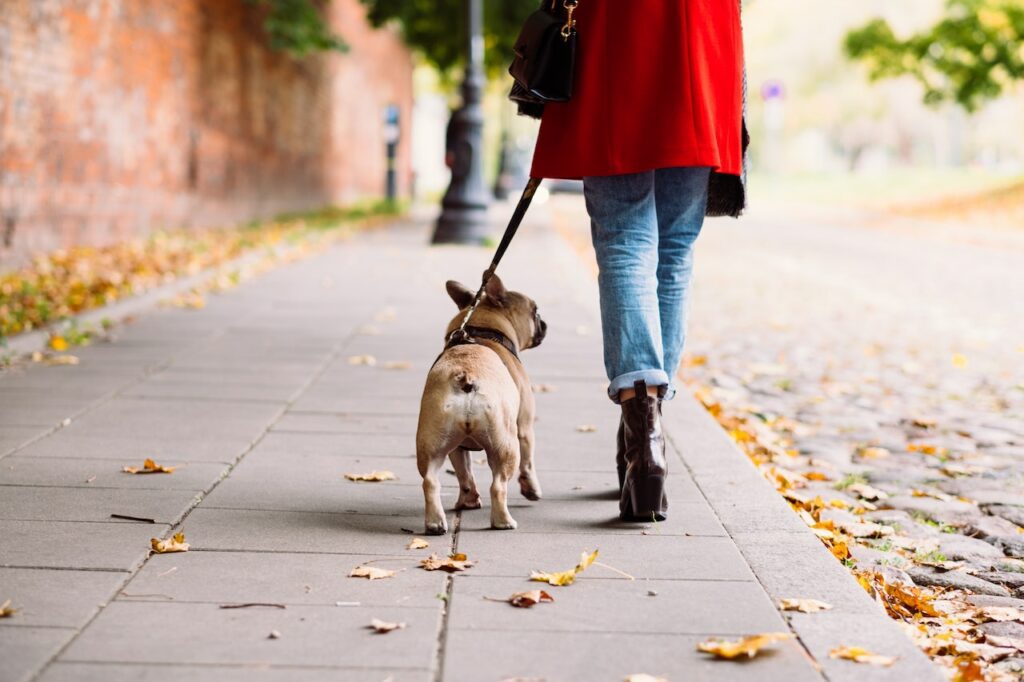 At What Age Can Dogs Go For Long Walks Your Complete Guide