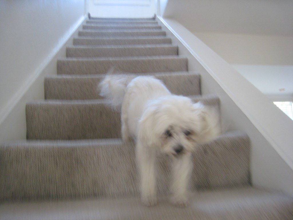 At What Age Can Dogs Go Up And Down Stairs