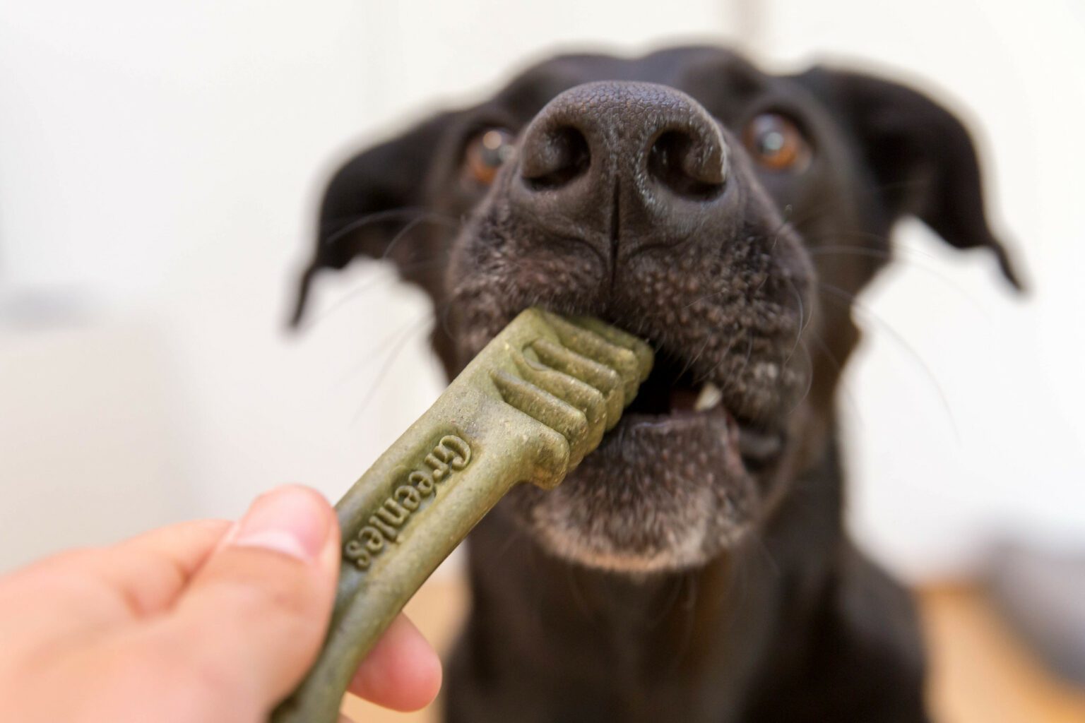 At What Age Can Dogs Have Greenies? Safe Treats Explained