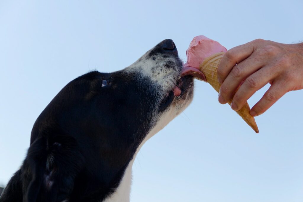 At What Age Can Dogs Have Ice Cream
