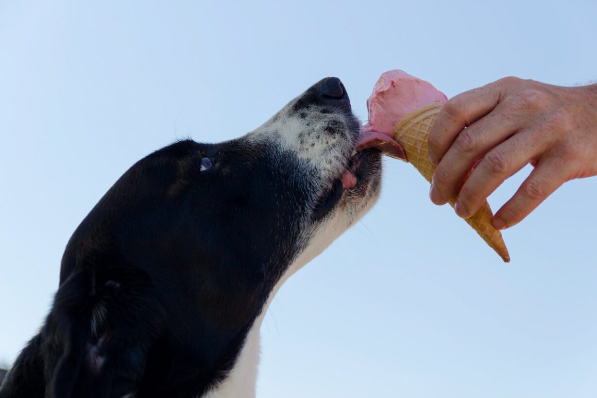 At What Age Can Dogs Have Ice Cream? Safety & Alternatives Guide