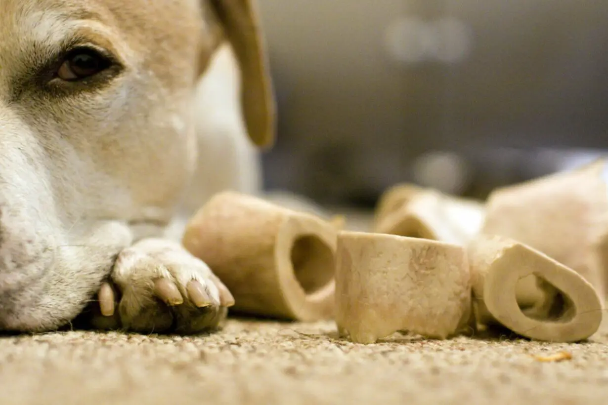 At What Age Can Dogs Have Marrow Bones: A Dog Owner’s Guide